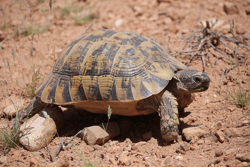 Greek Tortoise
