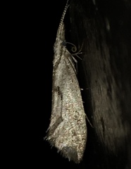 Ypsolopha cervella