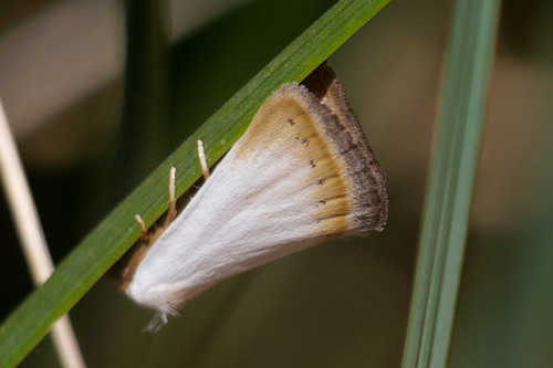 Eublemma pura