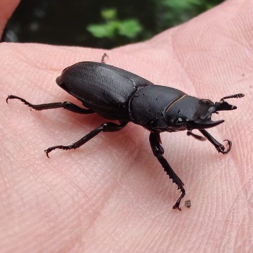 Lesser Stag Beetle