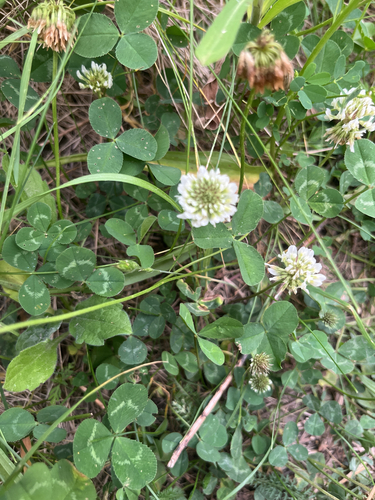 white clover