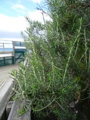 Ozothamnus turbinatus