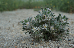 Loeseliastrum schottii