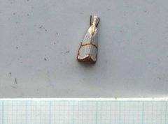 Pseudargyria interruptella