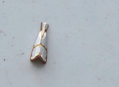 Pseudargyria interruptella