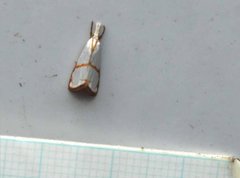 Pseudargyria interruptella