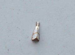 Pseudargyria interruptella