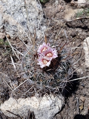 Echinofossulocactus dichroacanthus