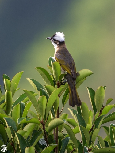 Pycnonotus sinensis sinensis