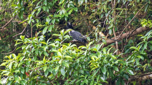 Crested Kingfisher