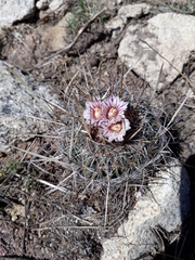 Echinofossulocactus dichroacanthus