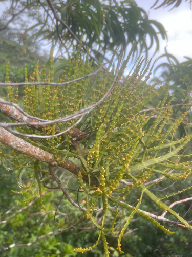 Korthalsella complanata observed 2026-06-02