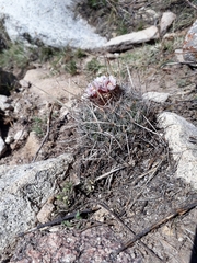 Echinofossulocactus dichroacanthus