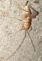 Rhaphidophoroidea
