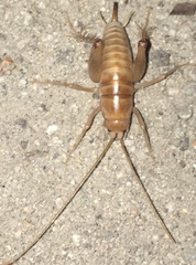 Rhaphidophoroidea