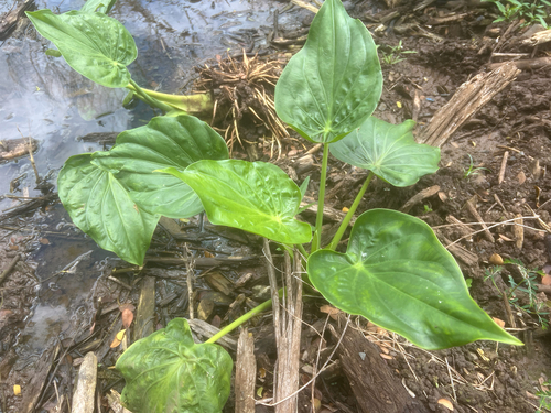 Alocasia cucullata observed 2026-05-19