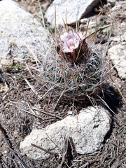 Echinofossulocactus dichroacanthus