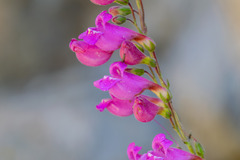 author not stated, no rights reserved Penstemon floridus, photograph author not stated, no rights reserved