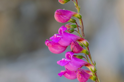 Penstemon floridus, photograph 4