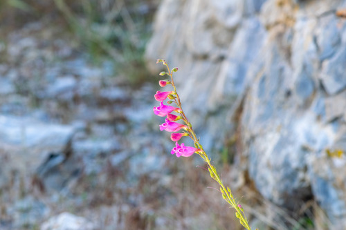 Penstemon floridus, photograph 6
