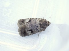 Thoracolopha flexirena