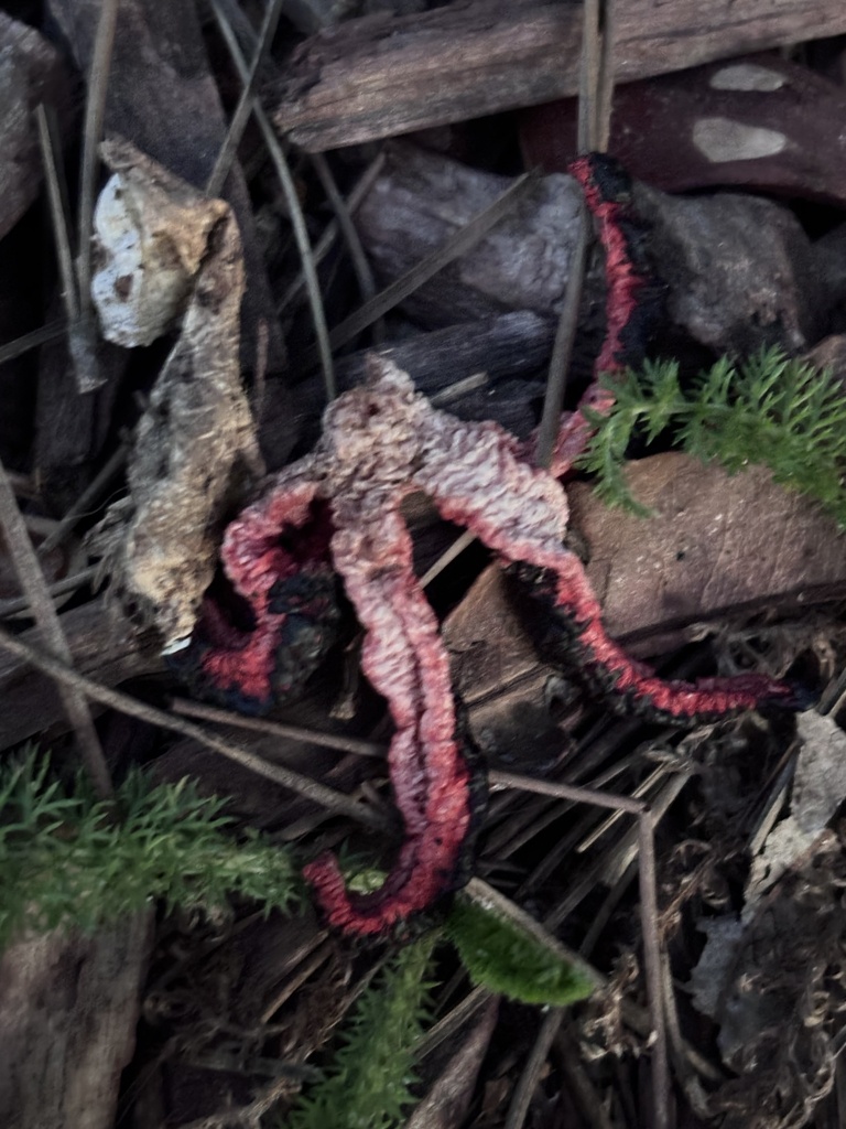 devil's-fingers · June 2026 · photo: Photo: (c) reagan peschke, some rights reserved (CC BY) · iNaturalist
