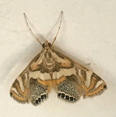 Margarosticha euprepialis