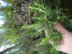 Ozothamnus turbinatus
