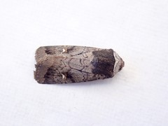 Proteuxoa restituta
