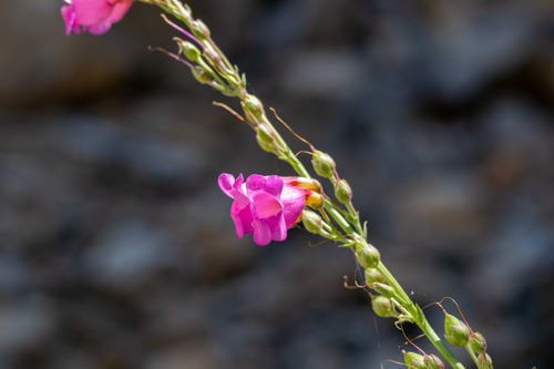 Penstemon floridus, photograph 2