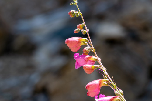 Penstemon floridus, photograph 3