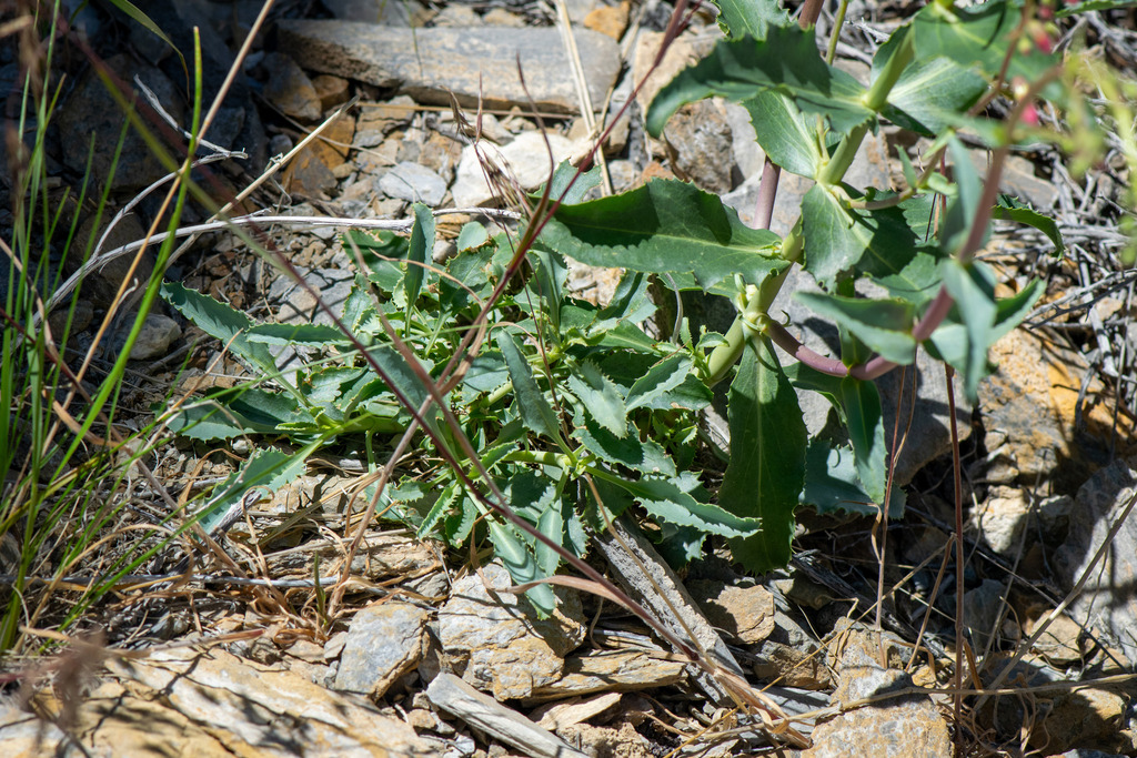 Penstemon floridus; photograph author not stated, no rights reserved
