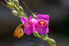 author not stated, no rights reserved Penstemon floridus, photograph author not stated, no rights reserved