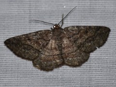 Pterospoda nigrescens