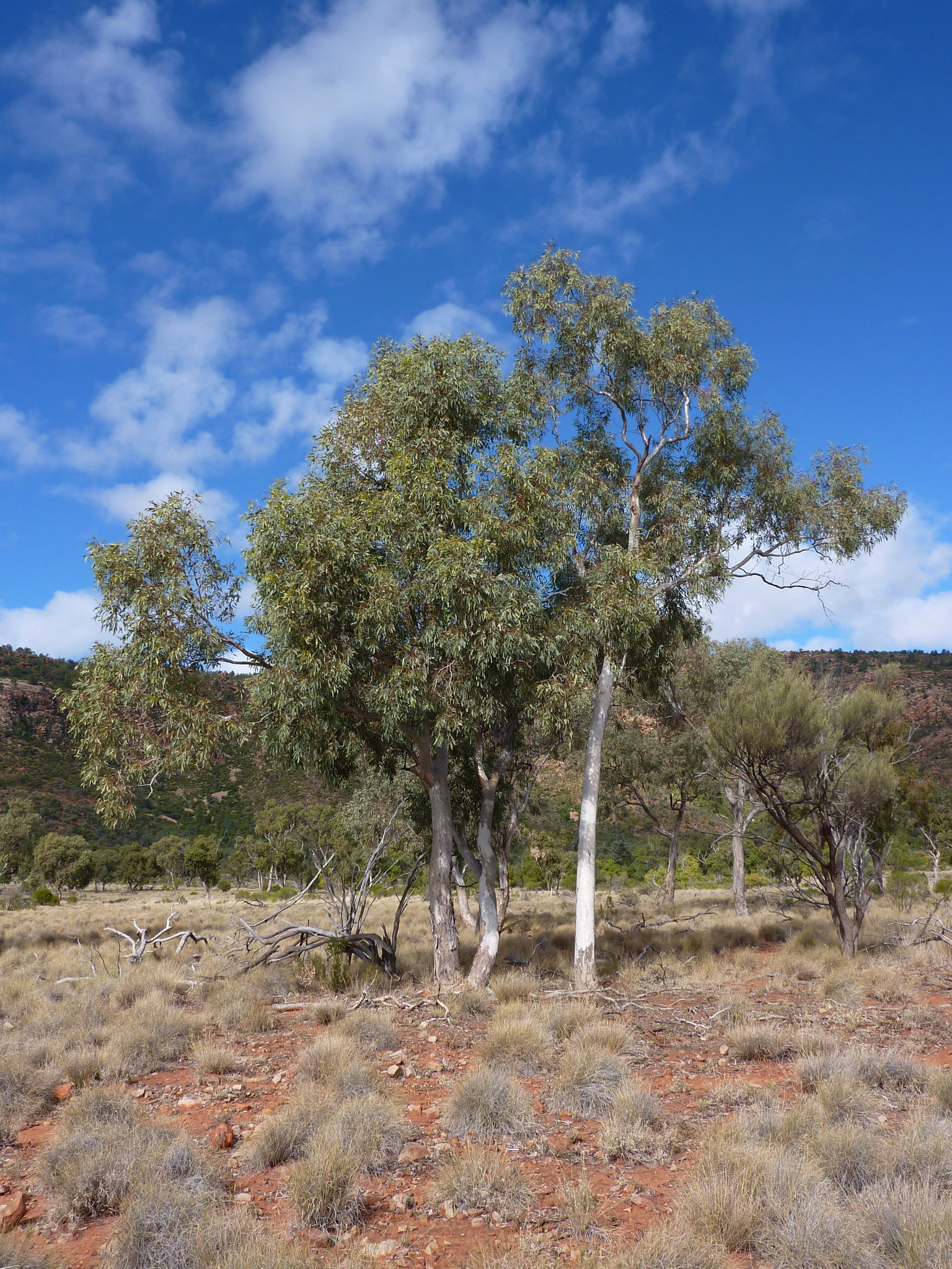 Eucalyptus intertexta