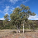 Eucalyptus intertexta - Photo (c) Dean Nicolle, some rights reserved (CC BY-NC), uploaded by Dean Nicolle