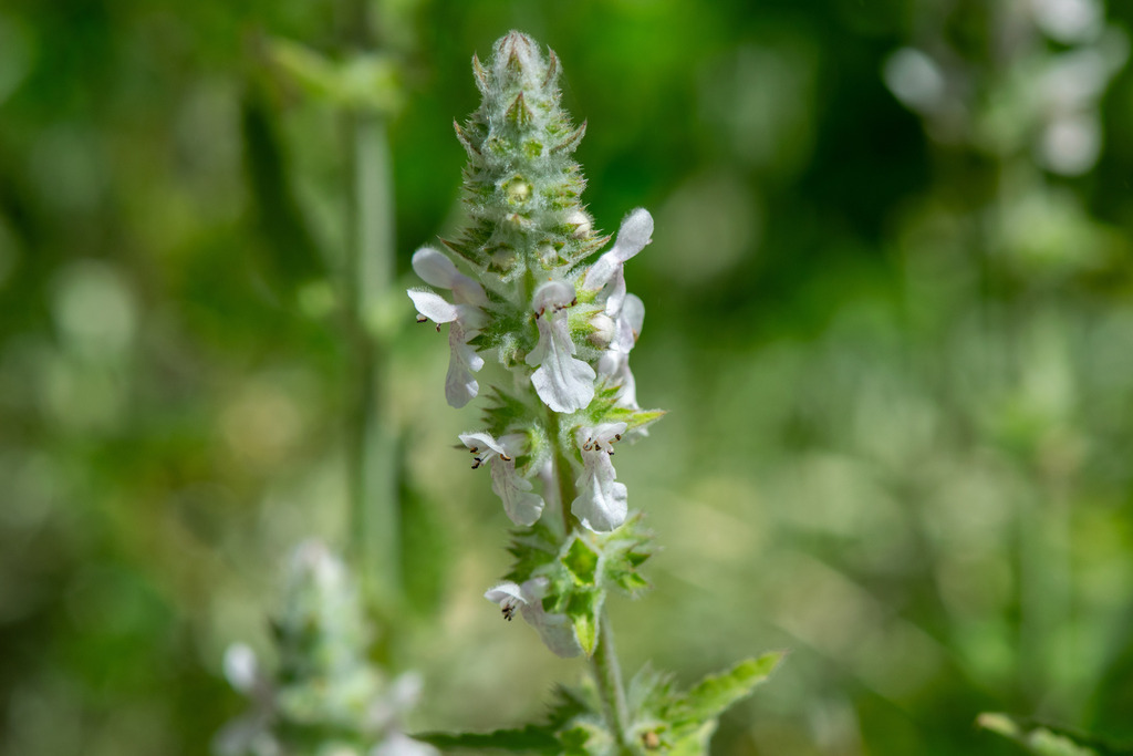 Stachys albens; photograph author not stated, no rights reserved