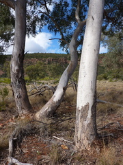 Eucalyptus intertexta