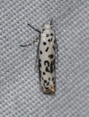 Ethmia bittenella