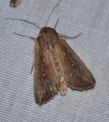 Leucania subpunctata