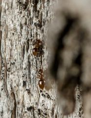 Formicidae