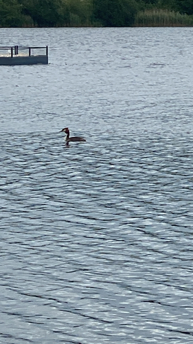 iNaturalist image