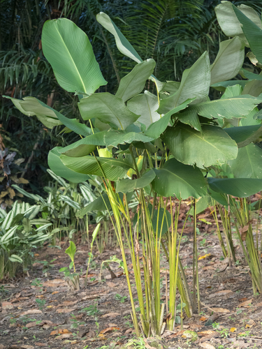 Calathea lutea