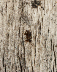 Formicidae