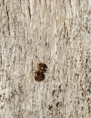 Formicidae