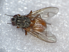 Phaonia bitincta