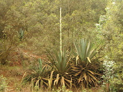 Agave sisalana