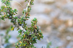 Cercocarpus intricatus, photograph author not stated, no rights reserved