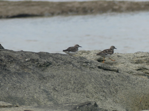 iNaturalist image