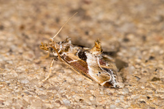 Neodavisia melusina